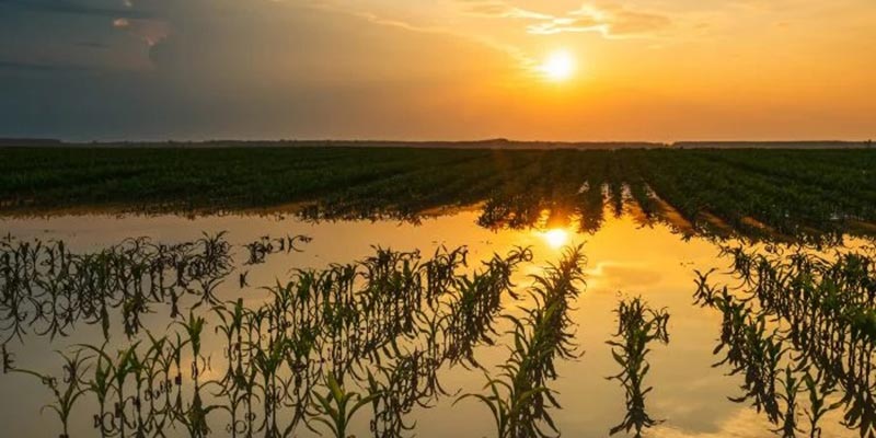 flooded crops