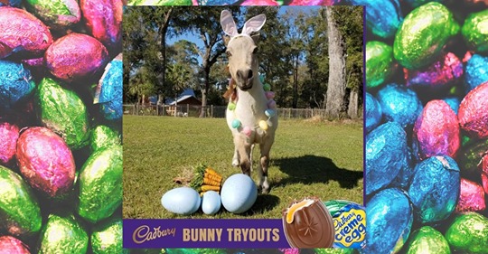 Ricky Bobby Bunny (2)