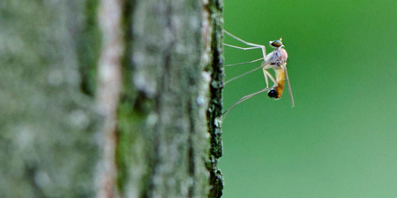 Mosquitos standing on a tree