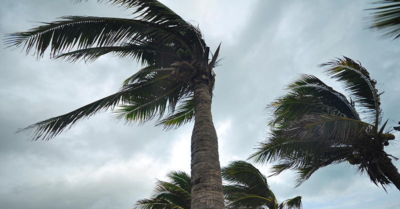 Palm trees being blown by hurricane