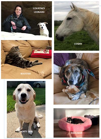 Horse, cats and dogs