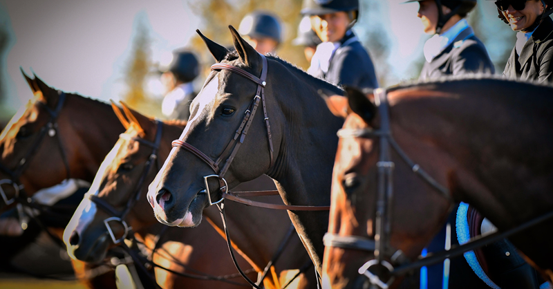 A group of horses with riders, all equipped with bridles and wearing helmets, standing side by side. The focus is on the horse in the foreground, which could represent the valuable equine assets that owners seek to protect with mortality insurance