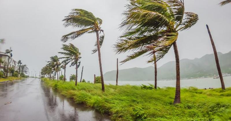 A coastal road with palm trees bending in strong winds under an overcast sky. The wet ground suggests recent rain. A body of water and distant mountains are visible, indicating stormy weather conditions.